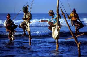 Stilt fishermen in Weligama Bay on the south west coast